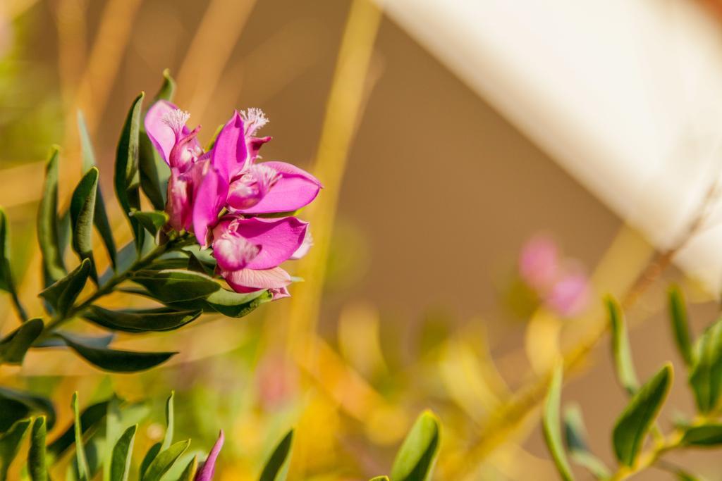 Hotel El Balear Alghero Dış mekan fotoğraf